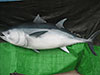FRP製マグロの造形