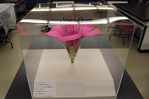 柔らかい体験用植物展示拡大模型1