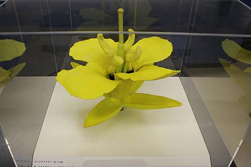 柔らかい体験用植物展示拡大模型2