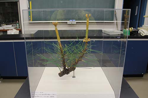 柔らかい体験用植物展示拡大模型3