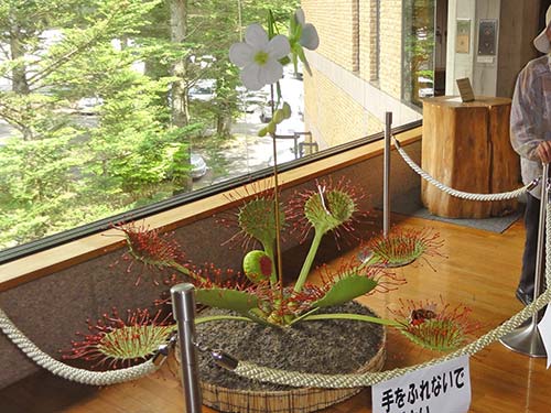 シリコン製モウセンゴケの模型
