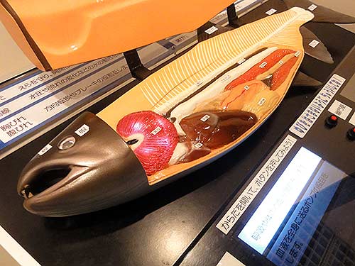 鮭の臓器の展示模型1