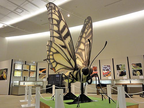 アゲハチョウの巨大展示模型1