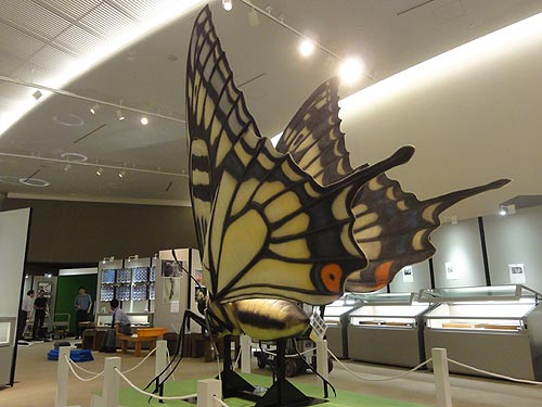 アゲハチョウの巨大展示模型3