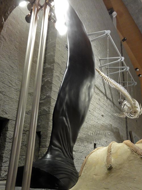 ザトウクジラのヒレの巨大展示模型1