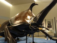 巨大なカブトムシの展示造形2