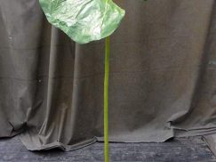 秋田ブキの展示用立体造形