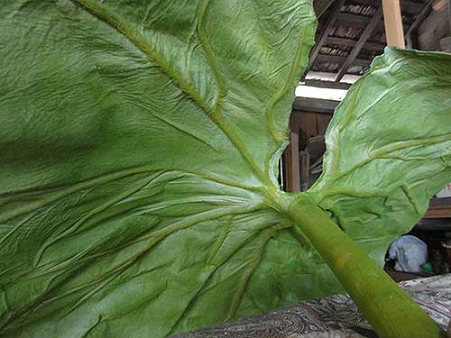 秋田ブキの展示立体造形の拡大写真