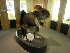 ハツカネズミの拡大展示模型2