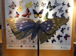 オオムラサキの展示模型1