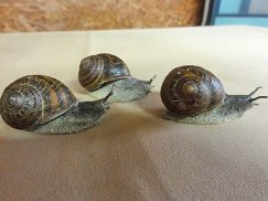 ヒメリンゴマイマイの模型