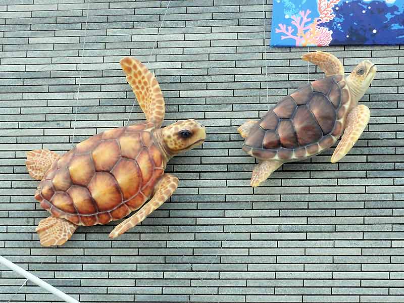 アカウミガメの企画展用看板3