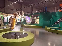 国立科学博物館の巨大昆虫模型1