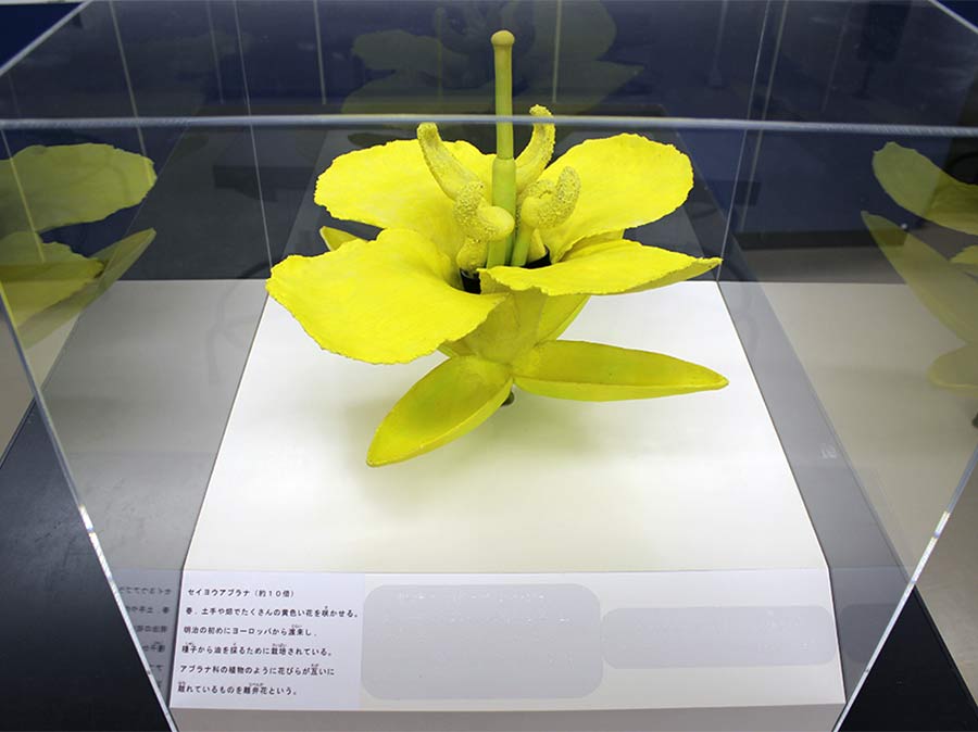 体験用植物展示拡大模型