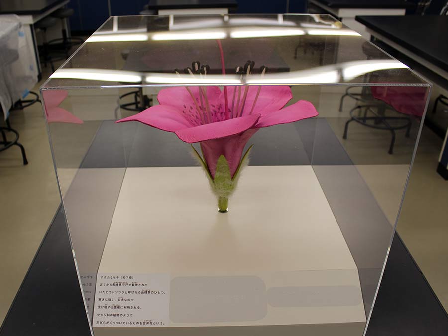 体験用植物展示拡大模型