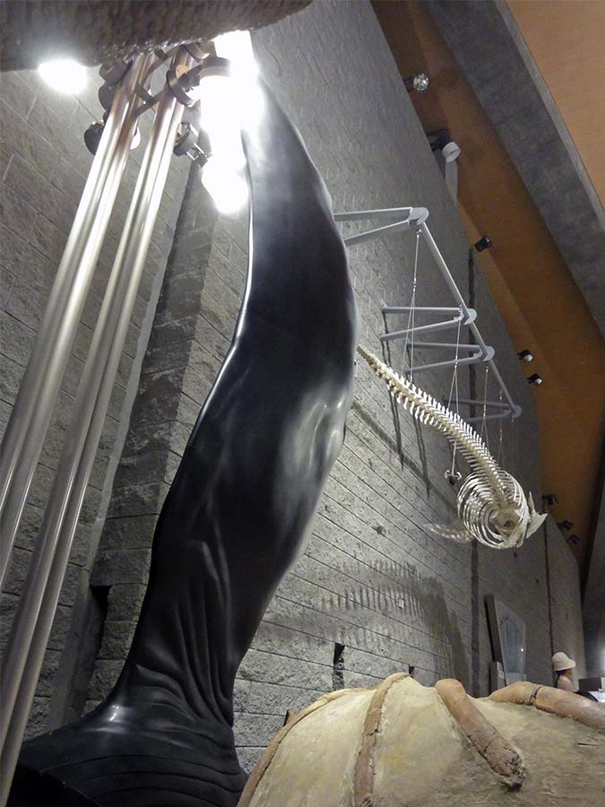 ザトウクジラのヒレの立体造形