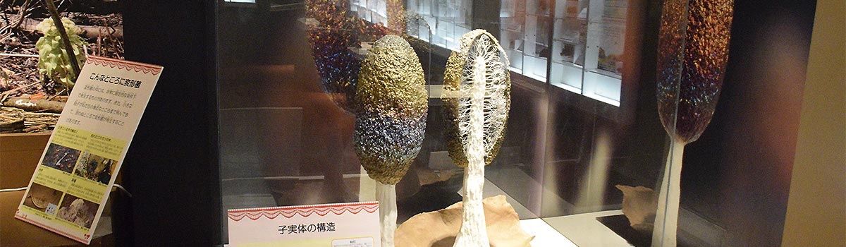 変形菌の展示模型