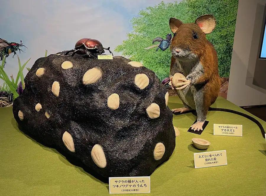 ミュージアムパーク 茨城県自然博物館様の企画展「うんち無しでは生きられない！ -あなたの知らない自然のしくみ-」のネズミの改修と木の実、ツキノワグマのうんちの製作事例